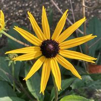 エキナセアの画像