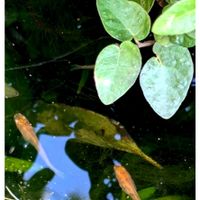 プミラ,プミラ,ウォーターコイン,めだか,ガーデニングの画像