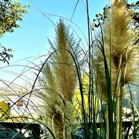 バラ,パンパスグラス,秋の花,アメリカ山公園,被災地にエールを…。の画像