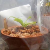 ネペンテス,ハエトリソウ,ネペンテス・アラタ,食虫植物,サラセニアの画像