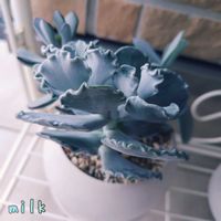 嫁入り娘,銀波錦,福娘,寄せ植え,多肉植物の画像