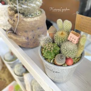 サボテン,サボテン寄せ植え,ハンドメイド,サボテンの寄せ植え,kurumigardenの画像