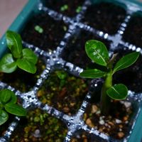 アボカド,イタリアンパセリ,バジル,ローズマリー,アデニウム ・アラビカム RCNの画像