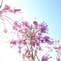 らっきょうの花,ラッキョウ,都立薬用植物園の画像