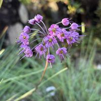 ラッキョウ,京都府立植物園の画像