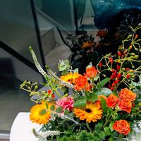 カーネーション,ガーベラ,キクイモ,キクイモ,ジニアの画像