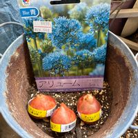アリウム,チューリップ,花のある暮らし,お花大好き♡,チューリップ球根の画像