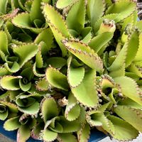 コダカラソウ,コダカラベンケイソウ,コダカラソウ(子宝草),多肉植物,放置多肉の画像