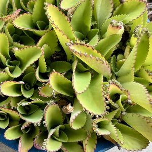 コダカラソウ,コダカラベンケイソウ,コダカラソウ(子宝草),多肉植物,放置多肉の画像