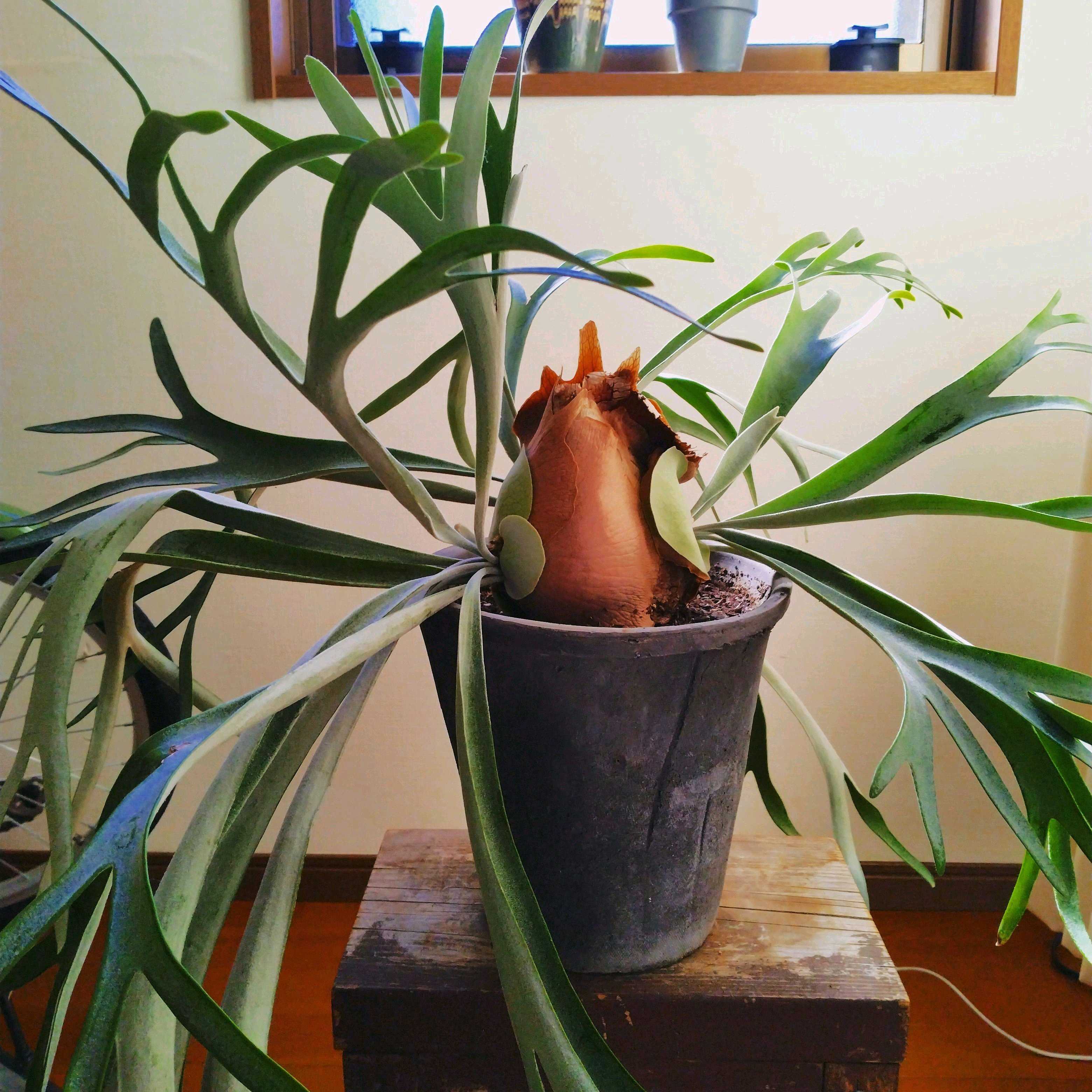 ビカクシダ コウモリラン　観葉植物 健康な新芽付き 貯水用の新芽 ビカクシダの森