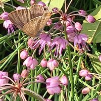 ラッキョウの画像