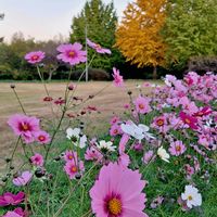 コスモス,コスモス,銀杏,イチョウ,秋桜(コスモス)の画像