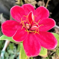 ヒャクニチソウの画像