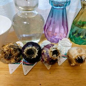 ヒヤシンス水栽培,根活,ヒアシスターズ,ヒヤシンス友の会,2025根活記録の画像