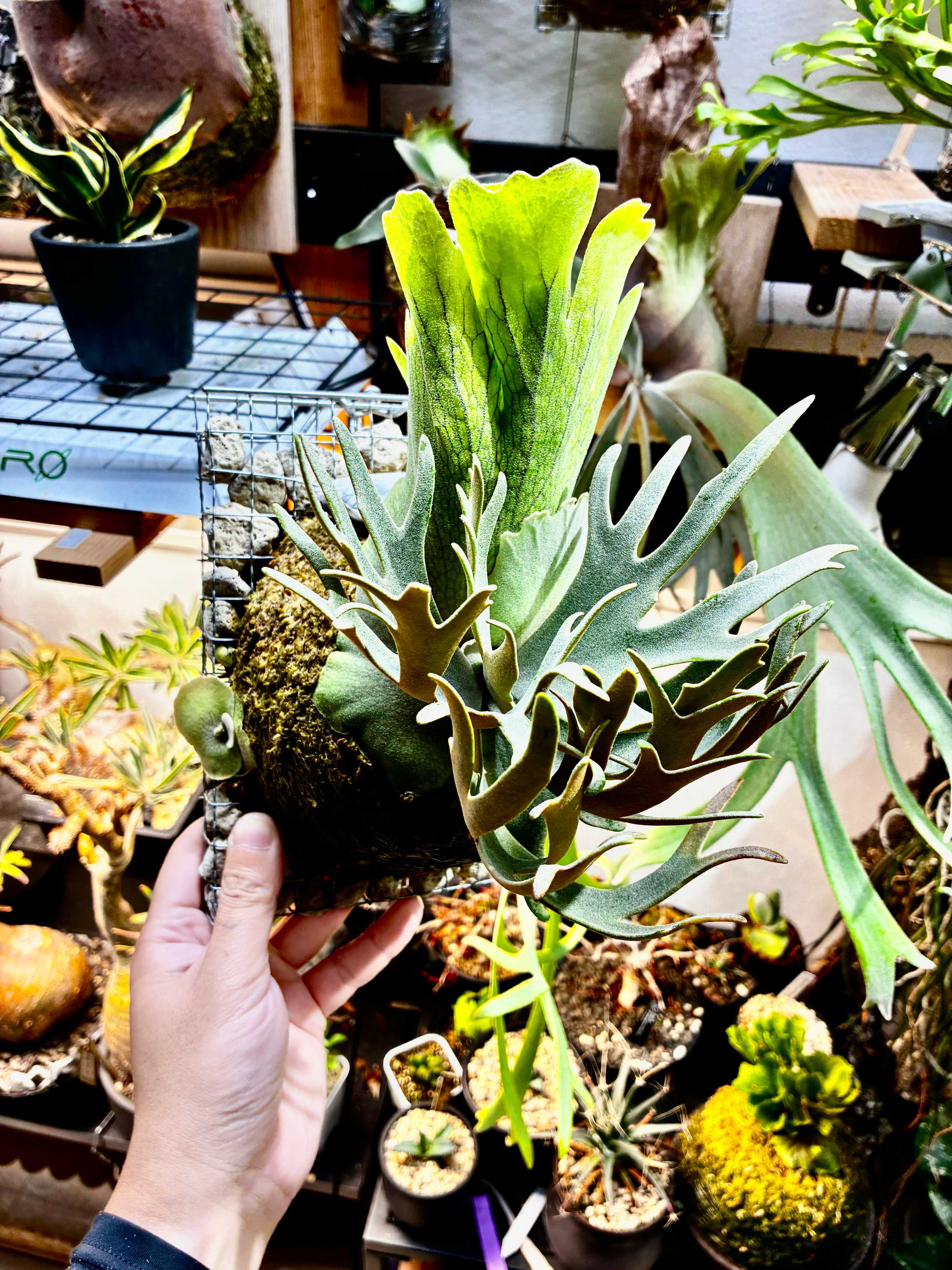 貯水用の新芽 ビカクシダの森