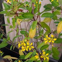 アンゲロニア,コキア,ツワブキ,ルリマツリ,キントラノオの画像