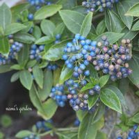 センニンソウ,常山アジサイ 碧の瞳,センニンソウの綿毛,小さな庭,庭の画像