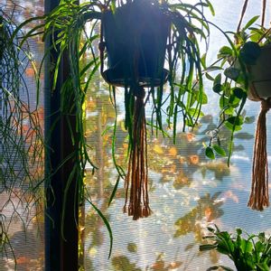 サボテン,紅葉,デンマークカクタス,リプサリス　カスッサ,ナツツバキの画像