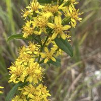 アキノキリンソウ,ウメバチソウ,ススキ,リンドウ,ツリガネニンジンの画像