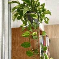 ポトス,ポトスエメラルド,観葉植物,キキ　ポトスの画像