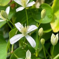 アジサイ,センニンソウ,センニンソウ,常山アジサイ 碧の瞳,センニンソウの実の画像