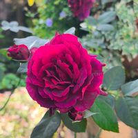 ケイトウ,ジニア,バラ,ローゼル,ギョリュウバイの画像