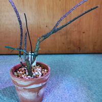 ユーフォルビア属,多肉植物,観葉植物,ガーデニング,ボタニカルライフの画像