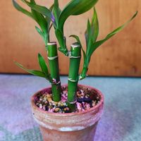 ミリオンバンブー,観葉植物,ガーデニング,ボタニカルライフ,お庭の植物の画像