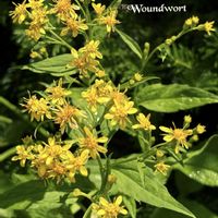 アキノキリンソウ,アキノキリンソウ,キリンソウ,ミヤマアキノキリンソウ,山野草の画像