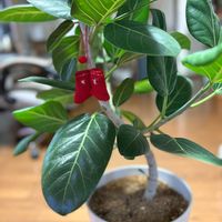 フィカス ベンガレンシス,クリスマス,観葉植物,セリア雑貨の画像