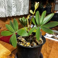 ソテツ,ザミア,ザミア フルフラケアの画像