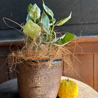 観葉植物,可愛い〜♡,花のある暮らし,茶器の画像