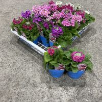 メラコ,メラコ　古都桜の画像