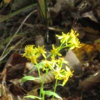 アイ,アキノキリンソウ,ハマギクの画像