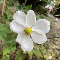 シュウメイギク,観葉植物,癒し,グリーンのある暮らし,GSのみなさんに感謝♡の画像