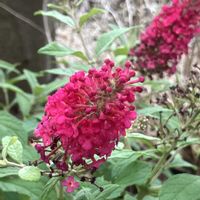 ブッドレア,ブッドレア,ご近所,マイペースに,心穏やかに♡の画像