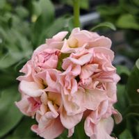 観葉植物,塊根植物,はなはな,花のある暮らし,花の写真の画像