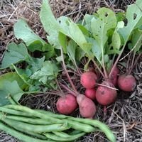 大根,ローゼル,ローゼル,コットン,ブロッコリーの画像