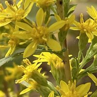 キリンソウ,ホソバノキリンソウ,野草,黄色い花,キク科の画像