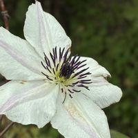 クレマチス,クレマチス 鉢植え,クレマチス♬,クレマチス．,クレマチス♡の画像