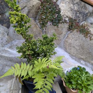 石蕗   ツワブキ,ミニ薔薇,盆栽鉢,開花中,嬉しい❤️の画像