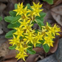 アキノキリンソウ,アキノキリンソウ,アキノキリンソウ,アキノキリンソウ,キリンソウの画像