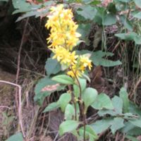 アキノキリンソウ,キリンソウ,今日のお花の画像