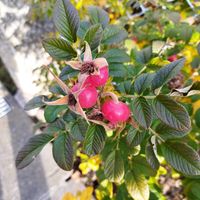 ハマナスの画像