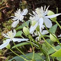 センニンソウ,山野草,野の花,今日の１枚,花のあるくらしの画像