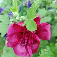 タチアオイ,初夏の花たち,庭の画像