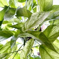 ポトス,ポトス,ポトス テルノプレシャス,ポトス テルノプレシャス,テルノプレシャスの画像