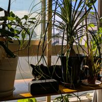 トックリラン,ローブドゥアントワネット,入口は反対方向の画像