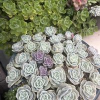 乙女心,アロマティカス,虹の玉,デビー,レティジアの画像