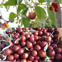 ナツメ,無農薬栽培,実りに感謝,SDGs,真っ赤な火曜日の画像